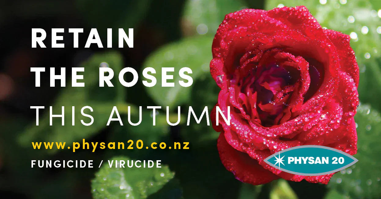 Retain the Roses this Autumn! – physan20