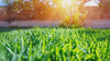 Grass image close up on a sunny day